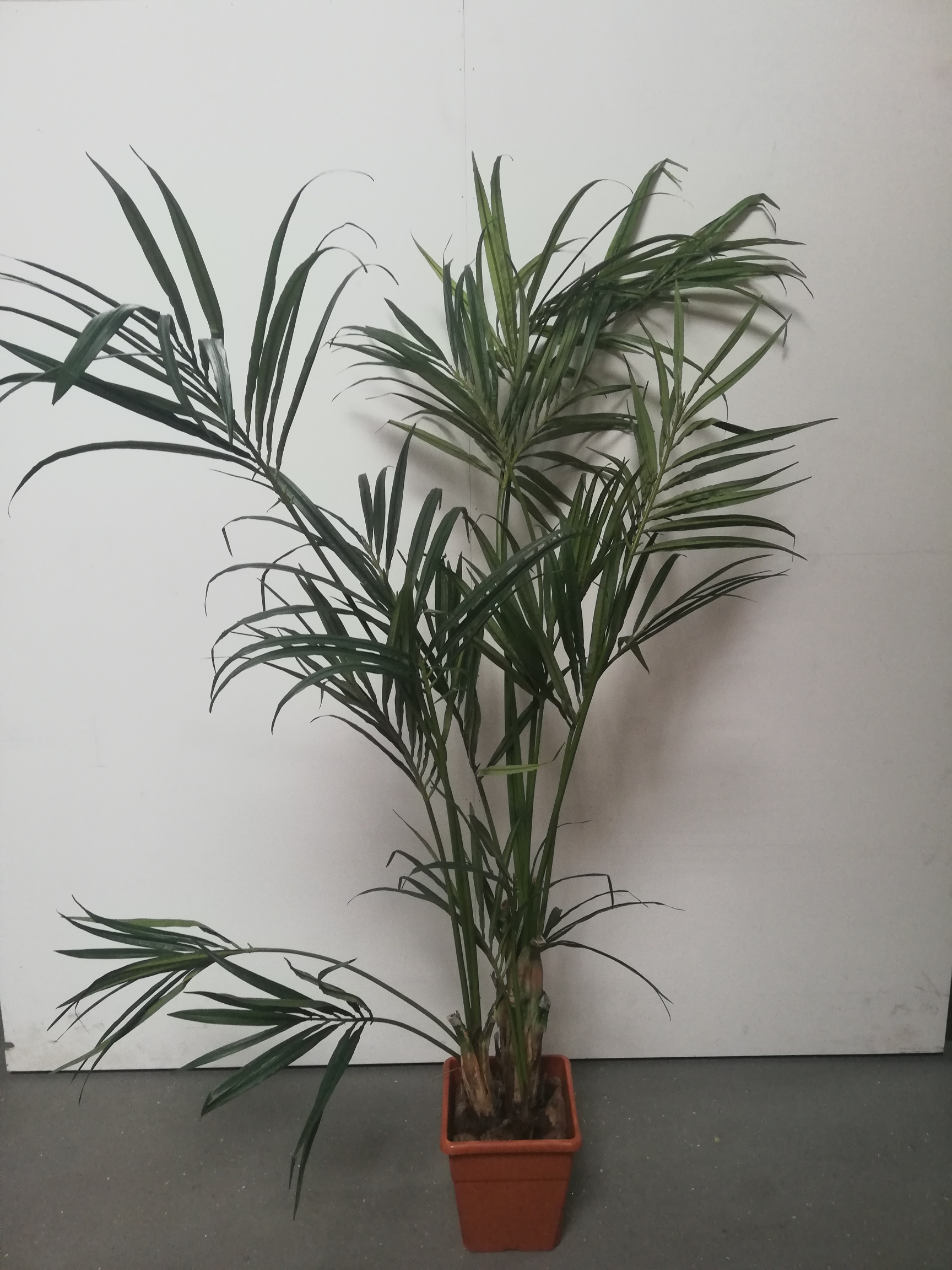 Palm plant decoratie